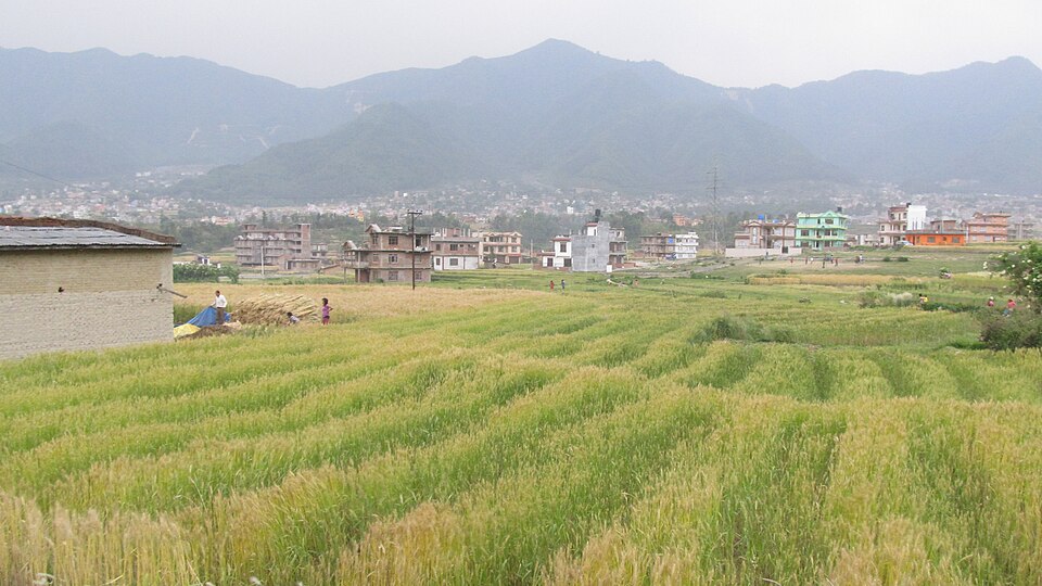 wheat field in Nepal**