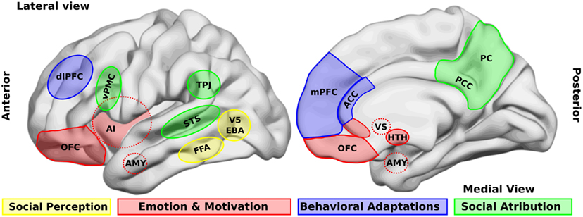 human brain cognition areas labelled diagram**