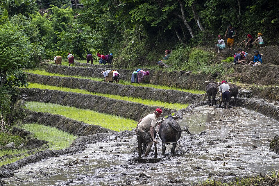traditional ploughing in Nepal**