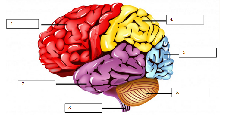 brain regions labelled diagram