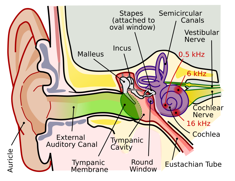 human ear diagram