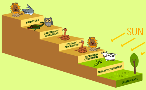 food chain diagram**