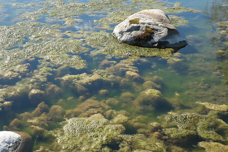 eutrophication water pollution