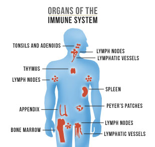 human immune system organs labelled diagram