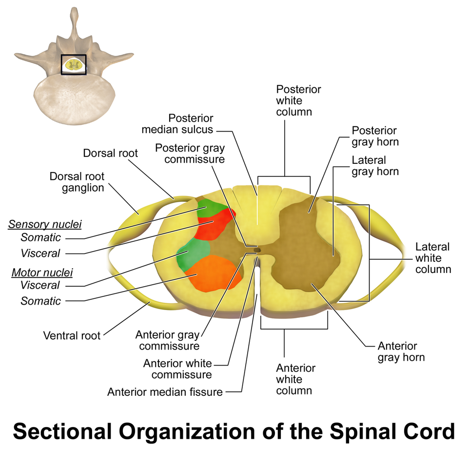 spinal cord diagram