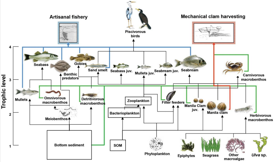 food web diagram**