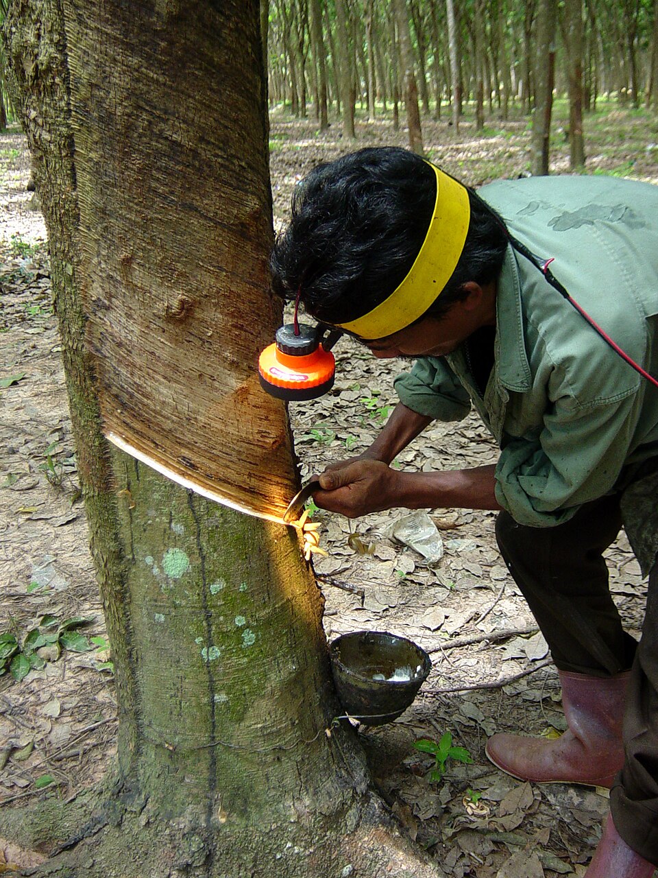 rubber tapping process
