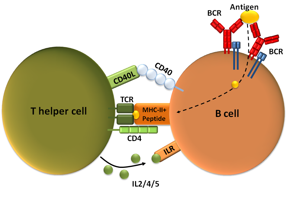 T cell B cell activation diagram
