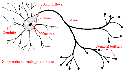 biological neuron diagram