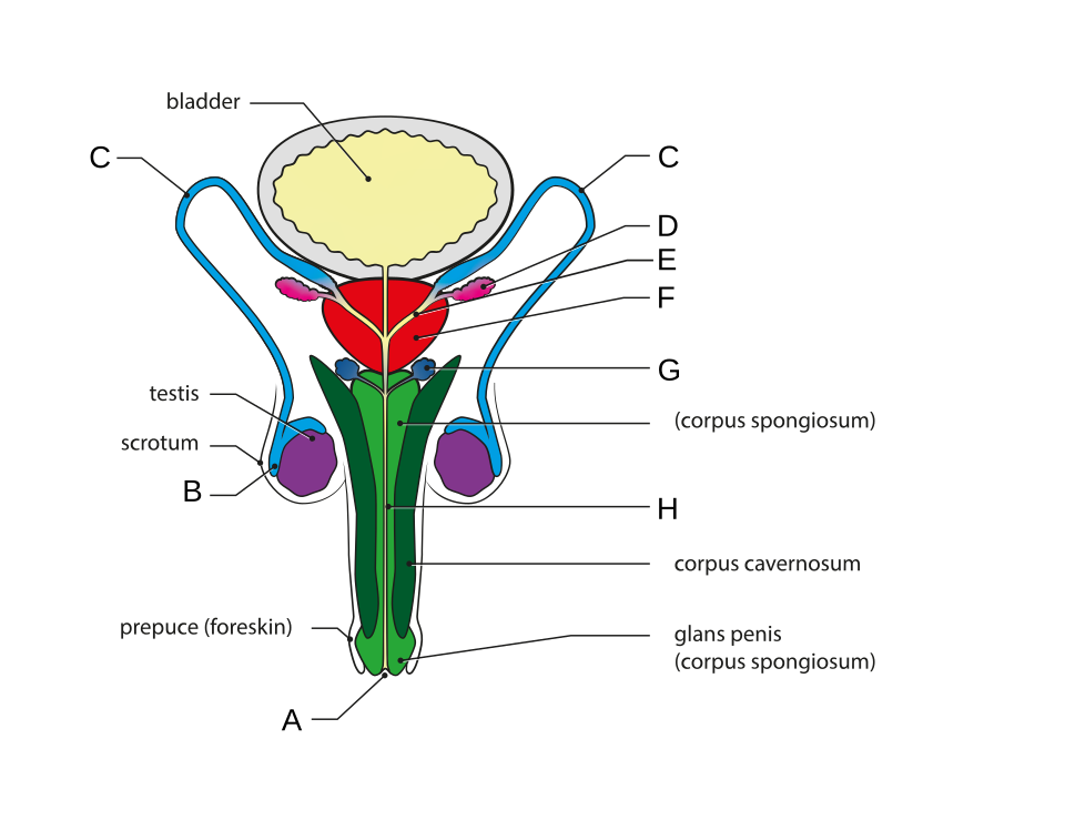 male reproductive system diagram**