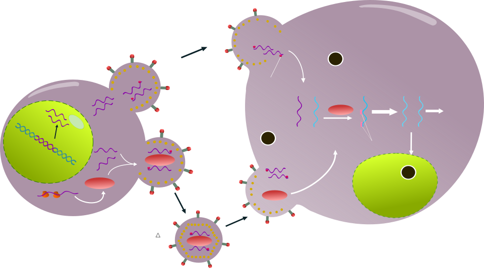 HIV life cycle diagram**