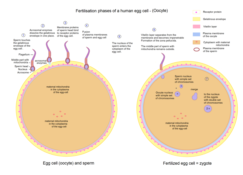 sperm and egg fertilization diagram**