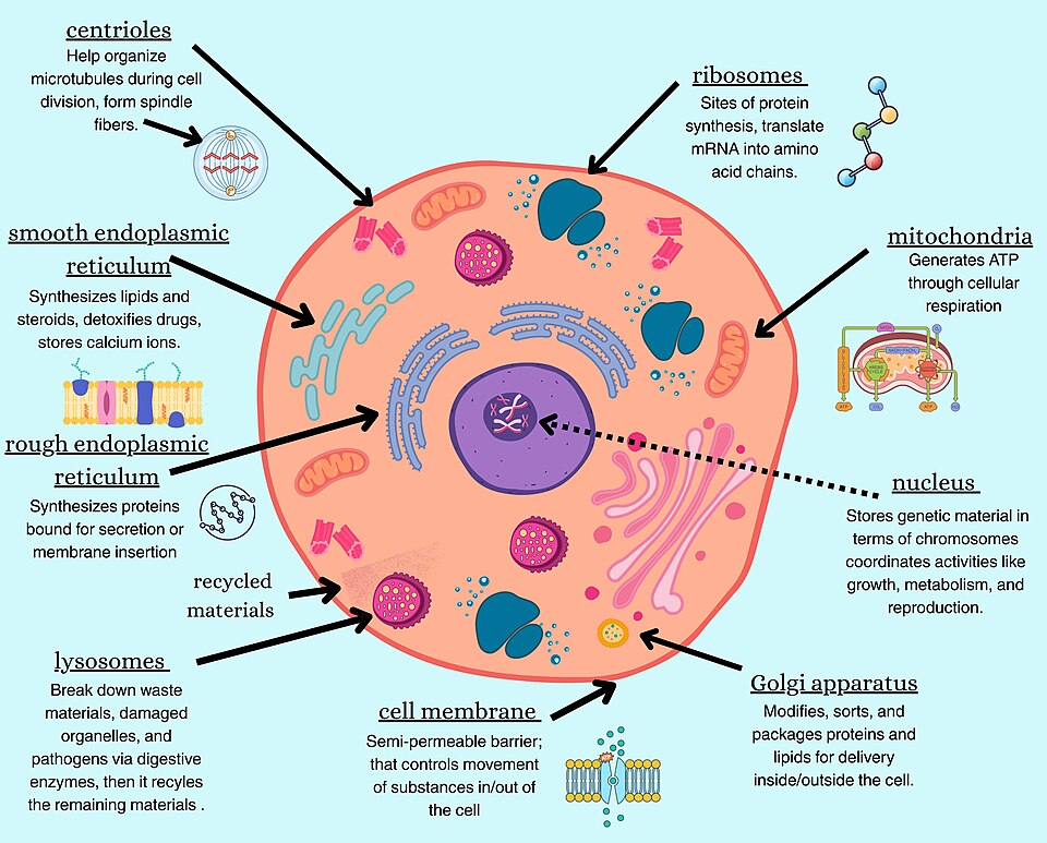 eukaryotic cell diagram**