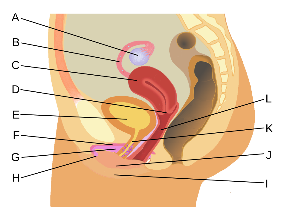 female reproductive system diagram**