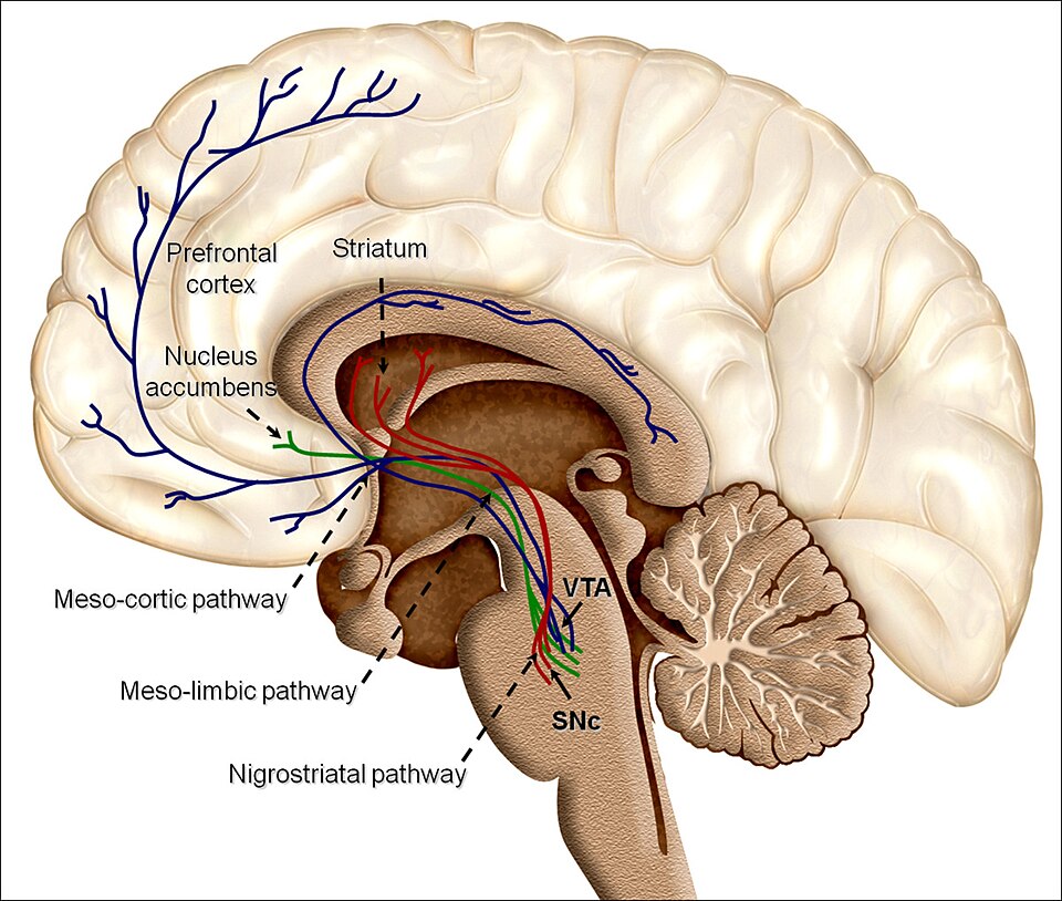 Brain reward pathway diagram labelled