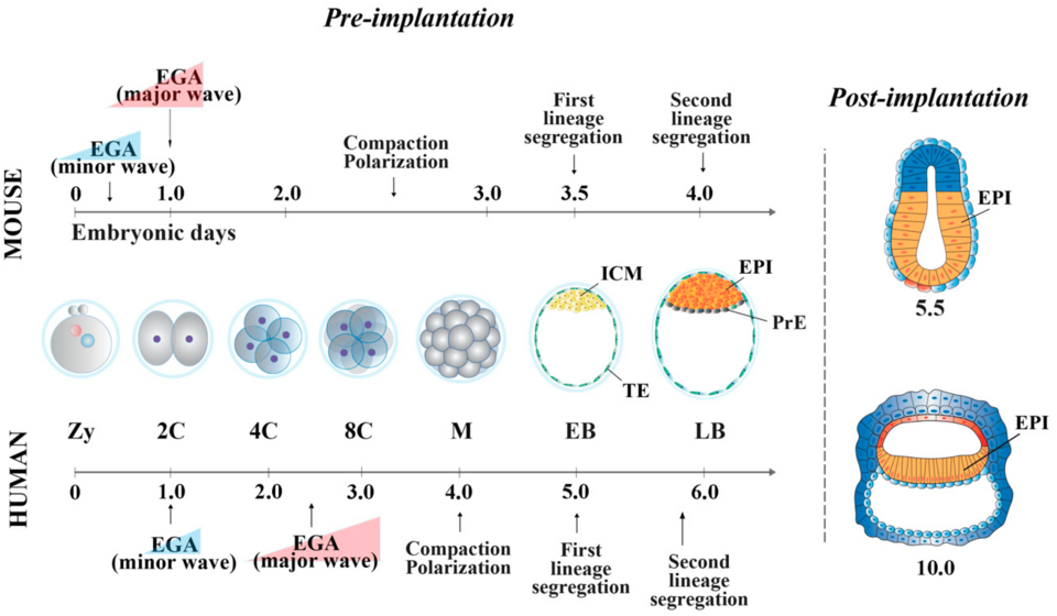 stages of early embryonic development**
