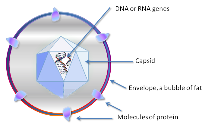 virus structure diagram**