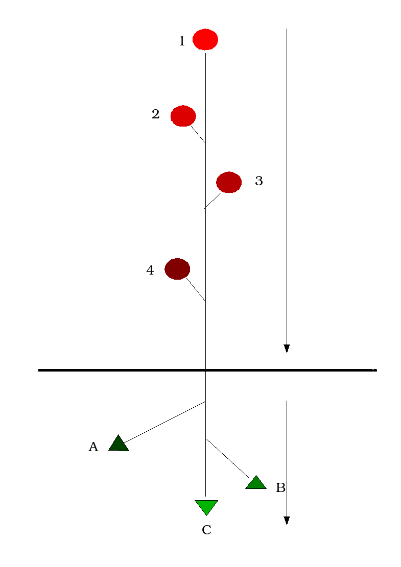 apical dominance plant diagram
