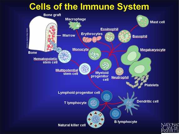 immune system cells diagram**