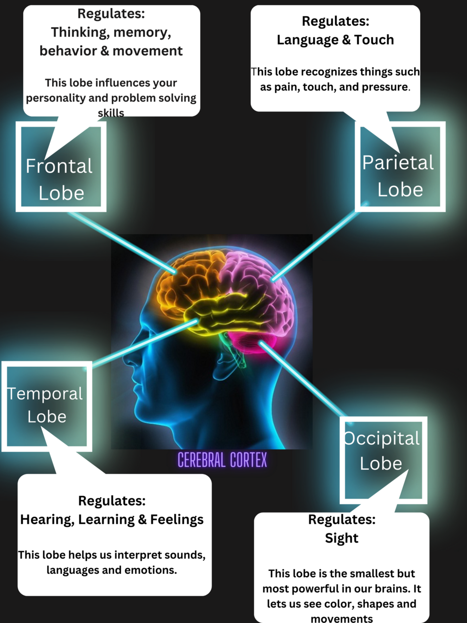 cerebral cortex lobes labelled diagram