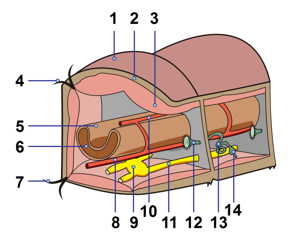 earthworm anatomy diagram**