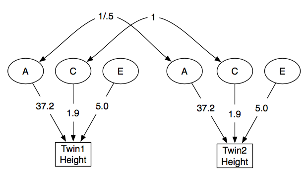 twin study diagram labelled**