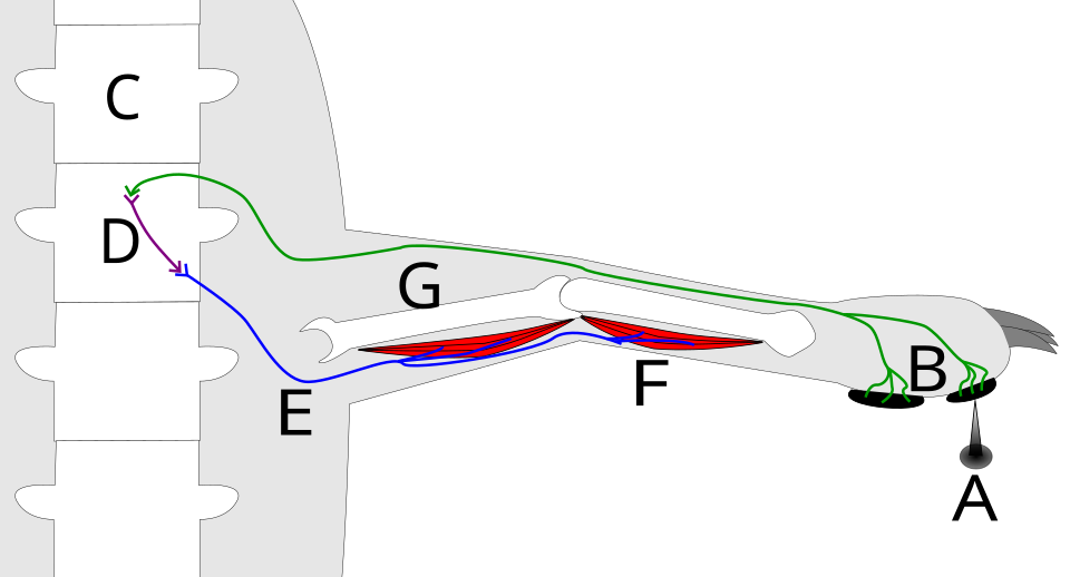 reflex arc diagram