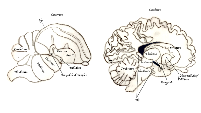 human brain amygdala diagram**