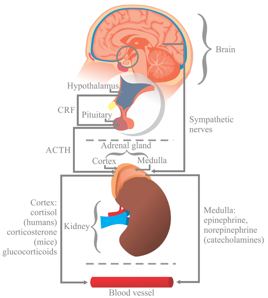 human stress response diagram**