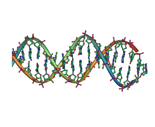 DNA double helix structure**