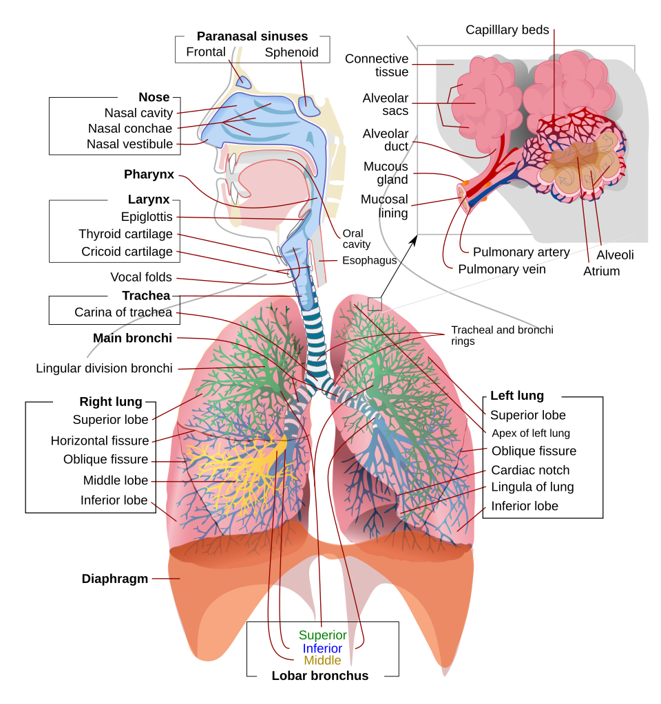 human respiratory system diagram**