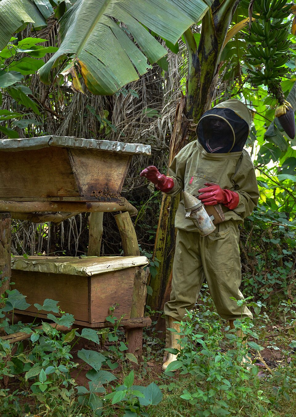 honey harvesting from beehives