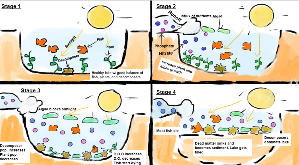 eutrophication process