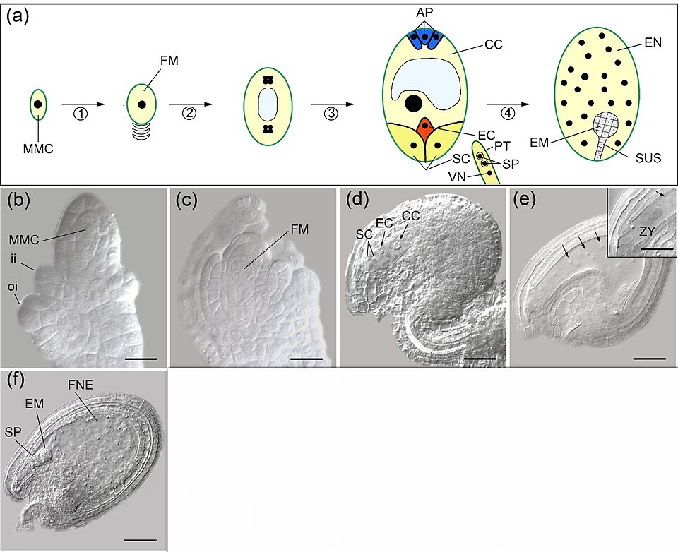 double fertilization diagram