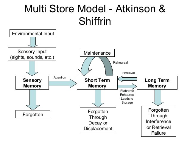 Atkinson-Shiffrin memory model diagram