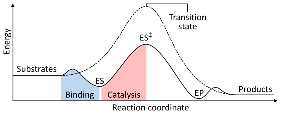 enzyme catalysis diagram