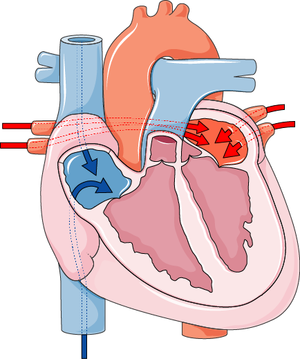 cardiac cycle diagram**