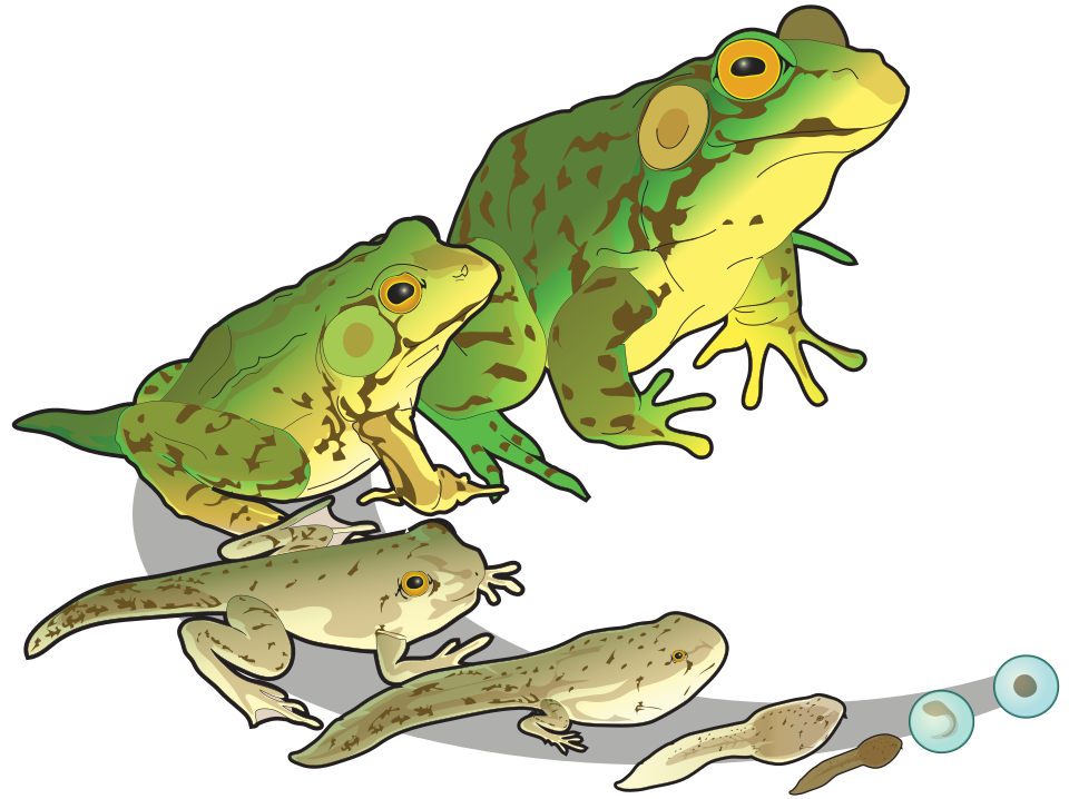 frog life cycle stages**