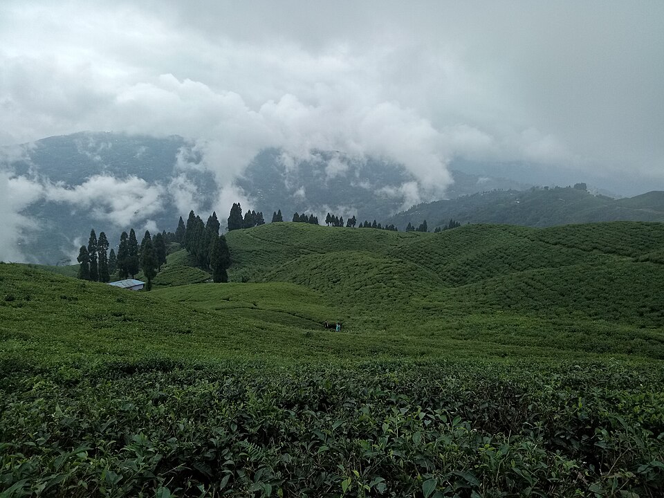 Tea plantation in Ilam, Nepal