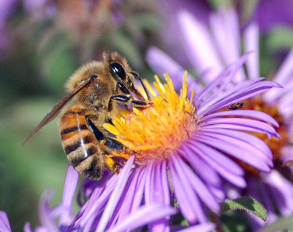 honey bee on flower**