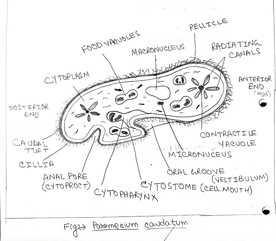 paramecium labeled diagram**