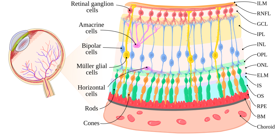 human eye retina labelled diagram