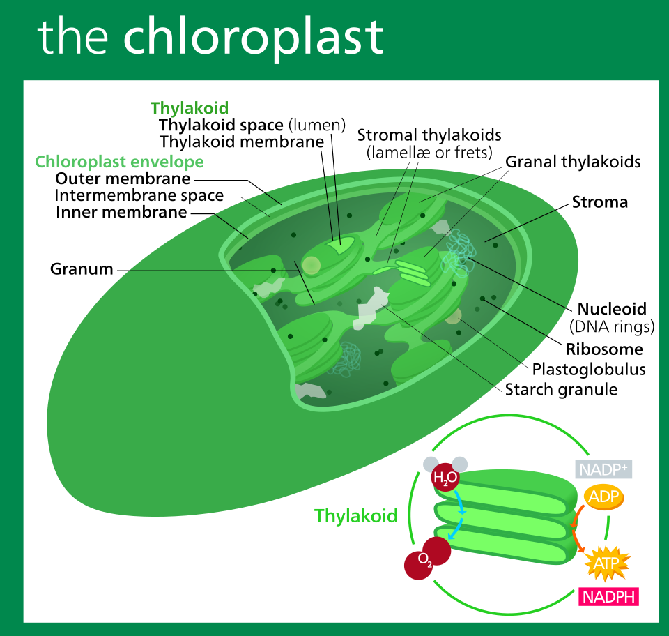 chloroplast structure**