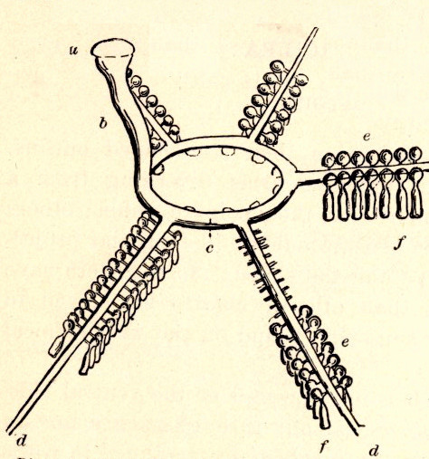 echinoderm water vascular system