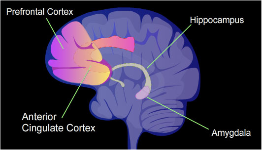 human brain memory regions labelled diagram**