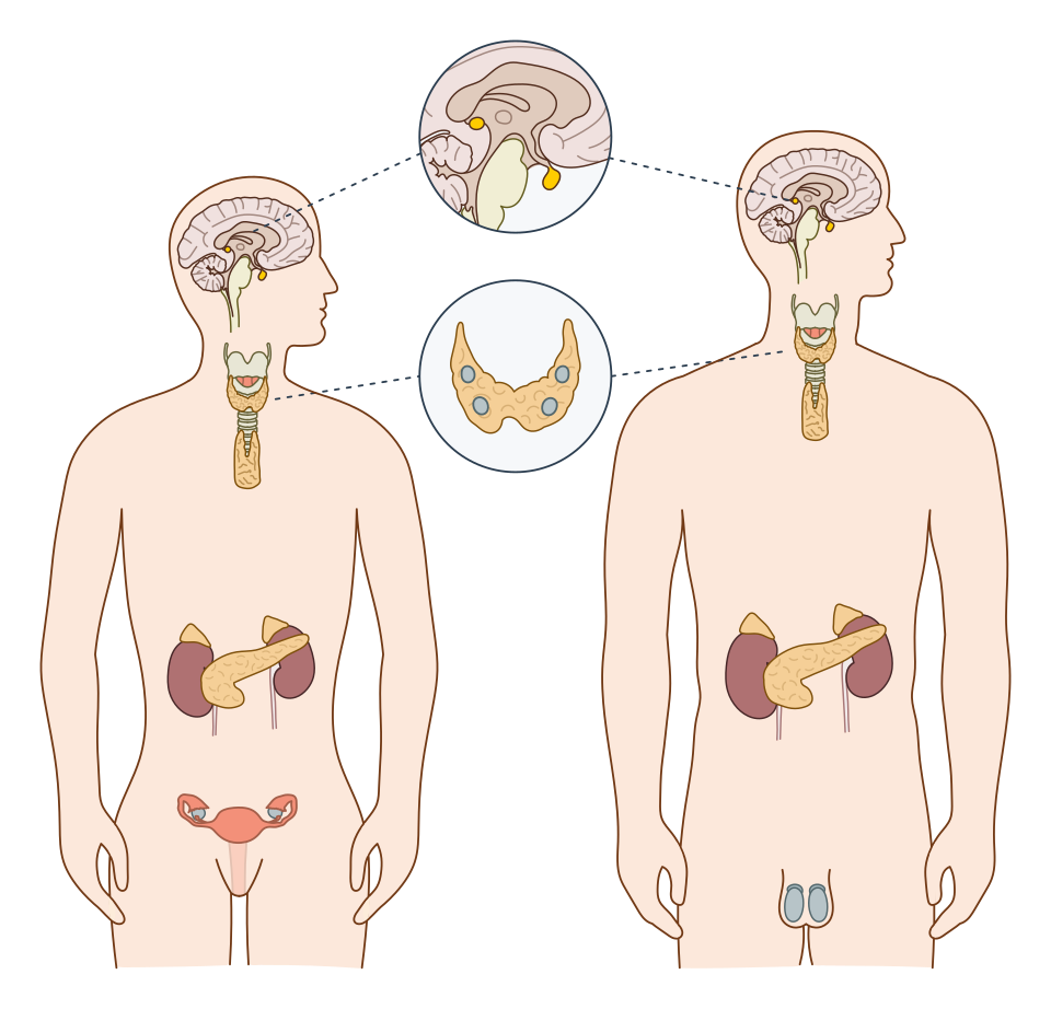 human endocrine system diagram