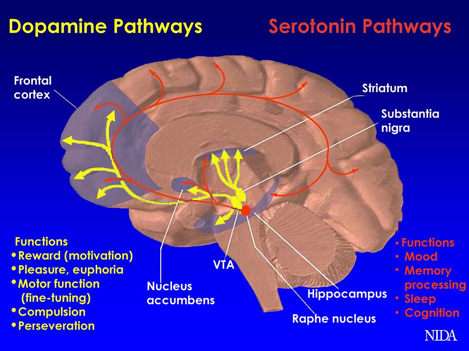 dopamine pathways in the brain labelled diagram**