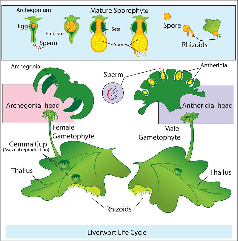 bryophyte life cycle diagram**