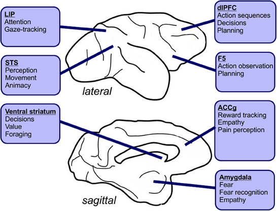 human brain perception areas**