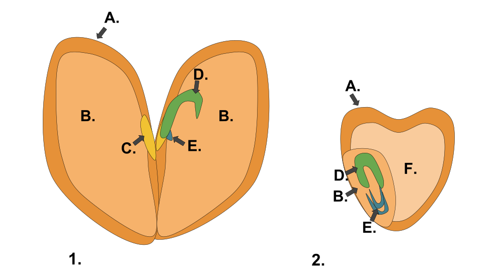 dicot seed diagram